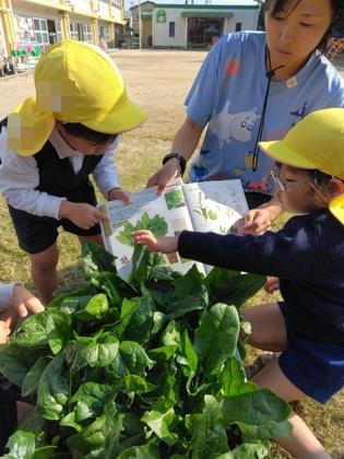 図鑑を見ながらほうれん草の収穫時期を確認しています。