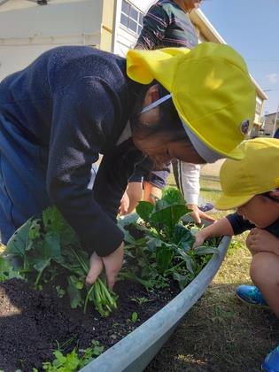 ほうれん草の茎を束ねて根っこから引き抜いています。
