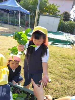 引き抜いてみると長い根っこが付いていました。土の中でしっかりと根を張っていたようです。