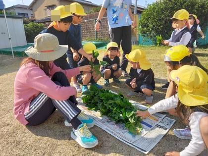 収穫出来た、たくさんのほうれん草を囲んで嬉しそうな子ども達です。