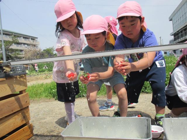いちごを洗っています。