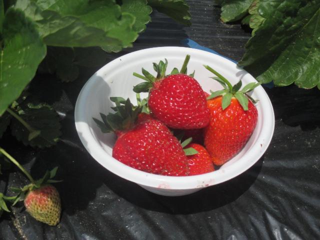 摘みたてのいちご美味しそうです。