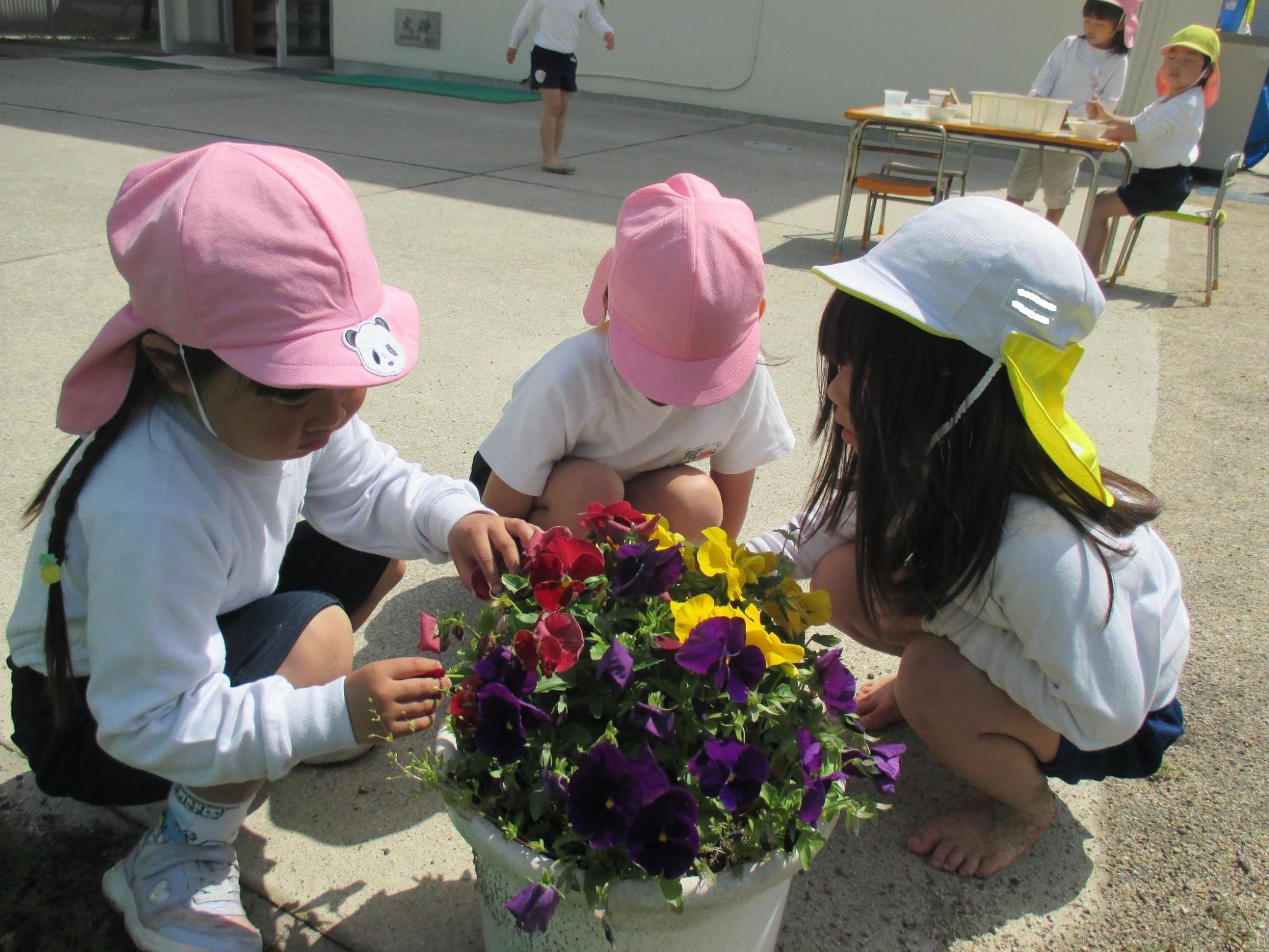 咲き終わったお花を探そう