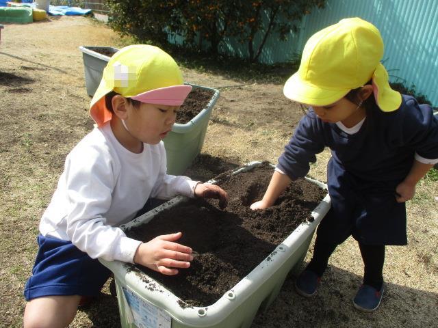 種芋の切断面を下にして植え付けています。