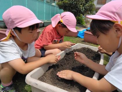 そっとやさしく種をつまんで蒔き、土をかぶせています。