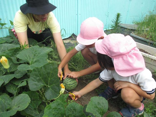 生い茂った葉っぱをかき分けてすいかを収穫しています。