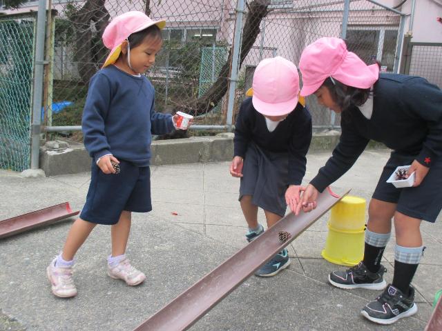 といやバケツをつないで、坂道スロープをつくってまつぼっくりを転がして遊んでいます。