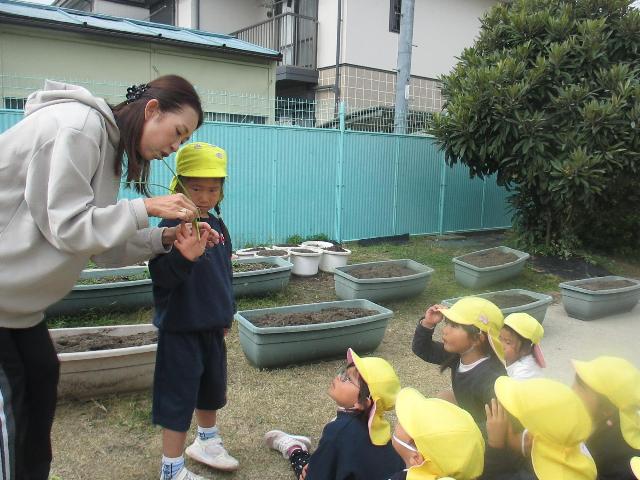 玉ねぎの苗は、根っこをどこまで深く植えるとよいか、教えてもらっています。