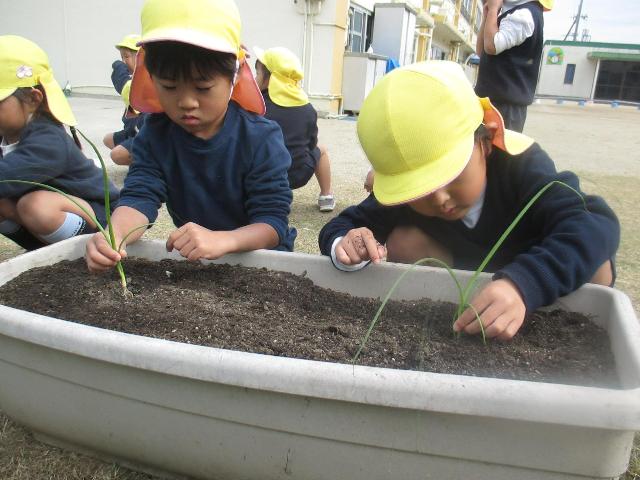 しっかりと深く穴をあけ、丁寧に土の中に植えています。