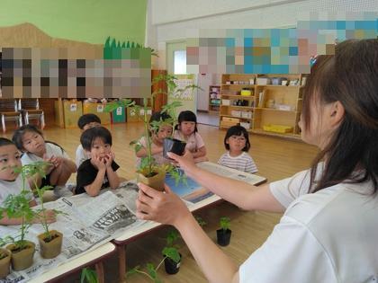 野菜の苗を見比べています。