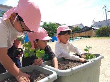苗を優しく植えています。