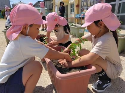 野菜の種類ごとに苗を植えています。