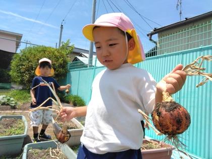 つやつやの玉ねぎです。