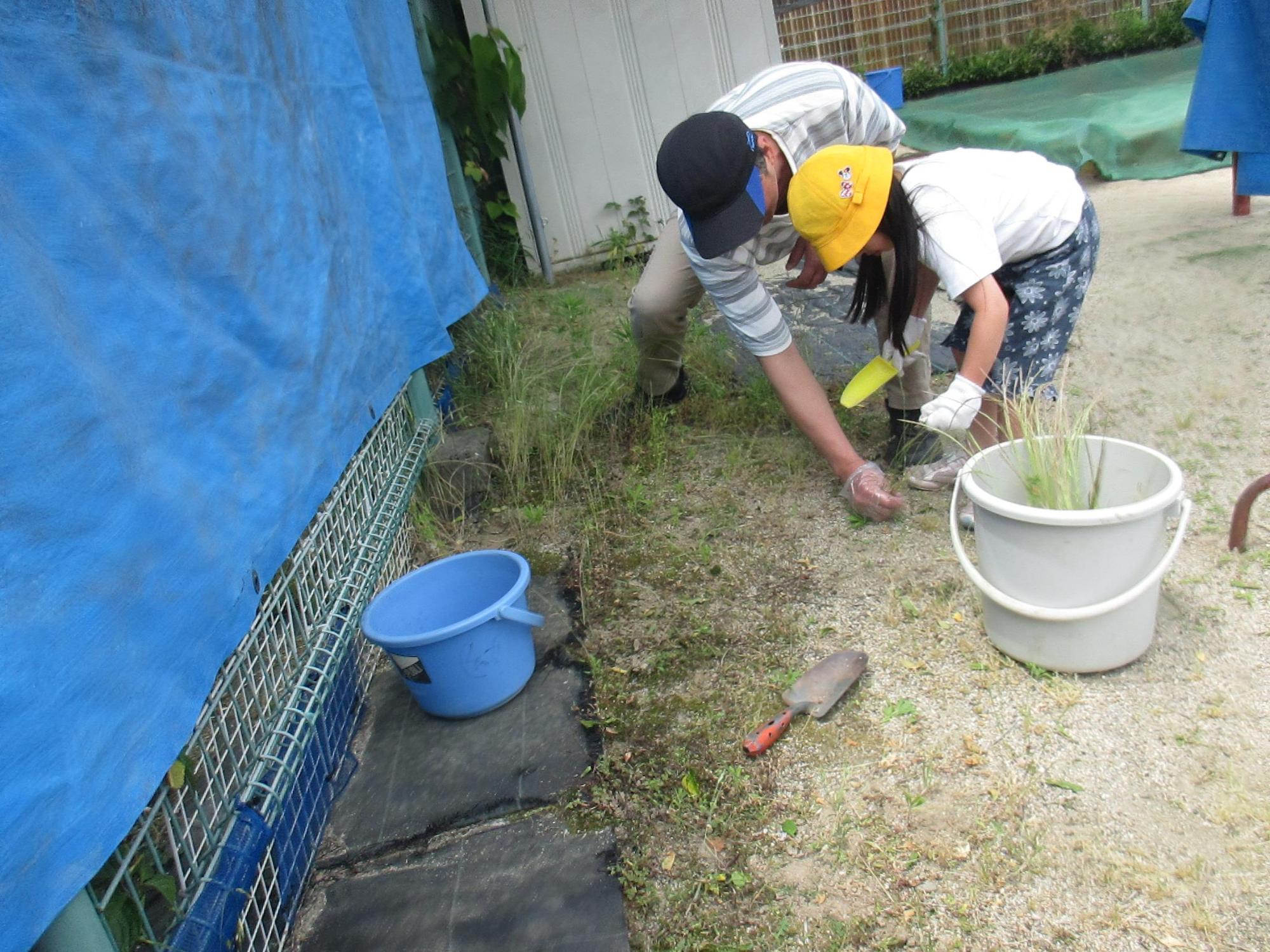 きれいに草を取っています。
