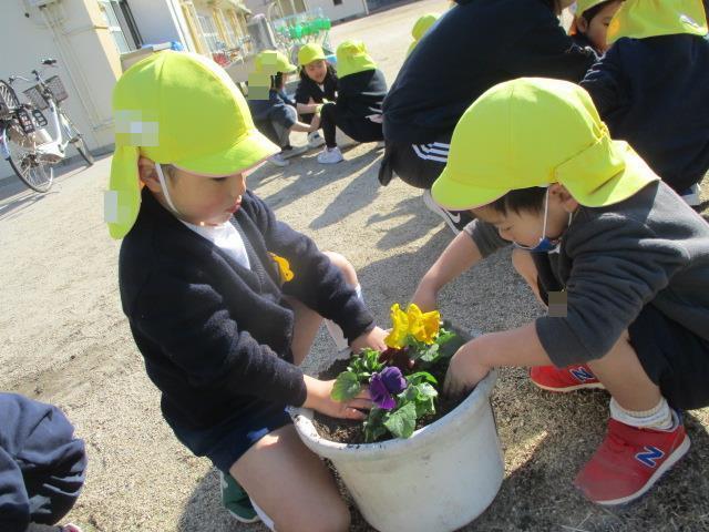幼稚園の庭の鉢にプランターを植えています。