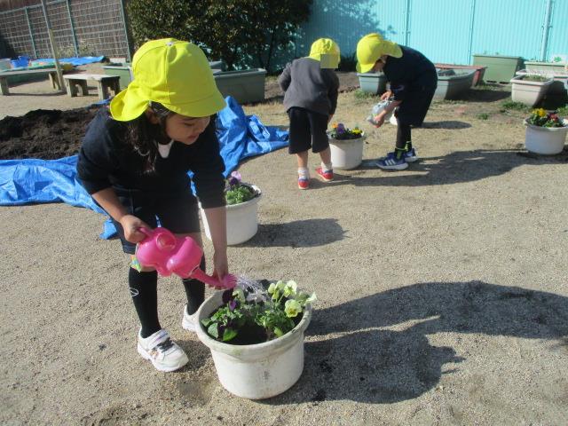 丁寧に土をかぶせて花を植えたら水やりをしています。