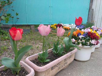 ちゅうりっぷの花が満開で素敵に咲いています。