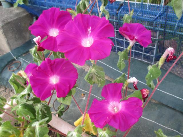 種から蒔いて育てていたあさがおの花が咲き始めました。