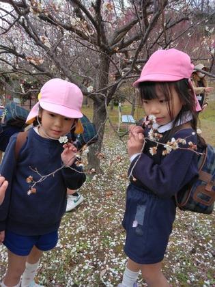 梅の花満開です。