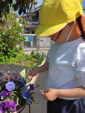 どんな花を使うと良いか、年長児に教えてもらって年少児が選んでいます。