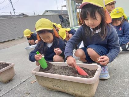 プランターの土に穴をあけてチューリップの球根を植えています。