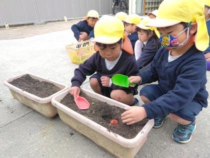 球根のとんがった方を上に向けて土の中に植えています。