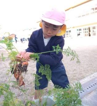 にんじんを収穫しています。
