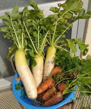 美味しそうな冬野菜の大収穫です。