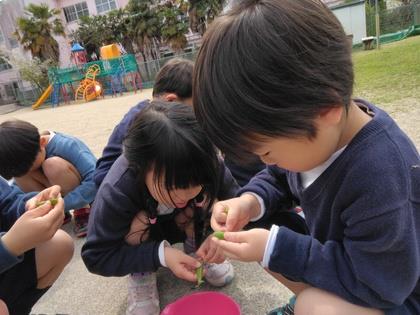 スジ取りに挑戦しています。