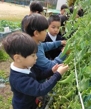 スナップエンドウの収穫をしています。