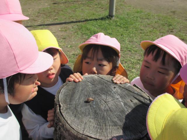 公園でかたつむりを見つけてみんなで観察しています。