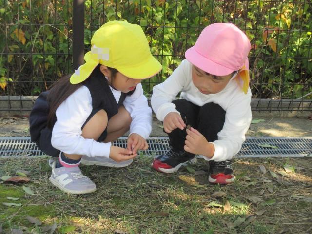 おおきなどんぐりの木の下に転がっているどんぐりの実をひろっています。