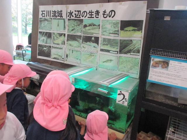 水辺の生き物や展示物をみています。