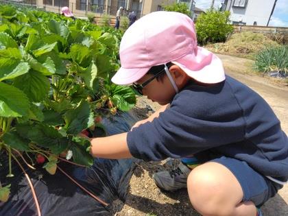 生い茂った葉っぱをかき分けていちごを摘んでいます。
