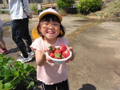 入れ物いっぱいに収穫したいちごを嬉しそうに見せてくれました。