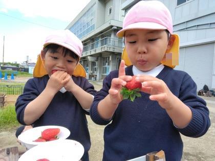 摘みたてのいちごとっても美味しそうです。