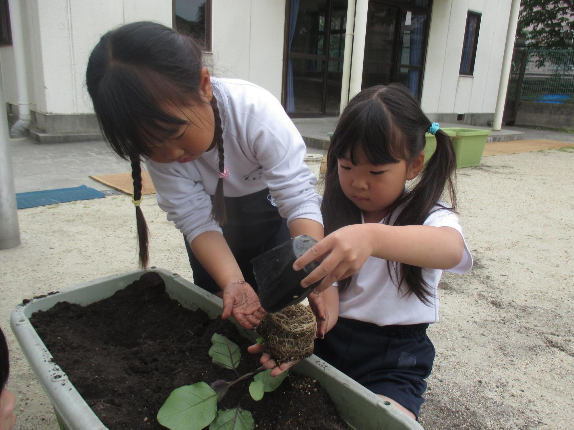 2人で一緒に植えてみよう