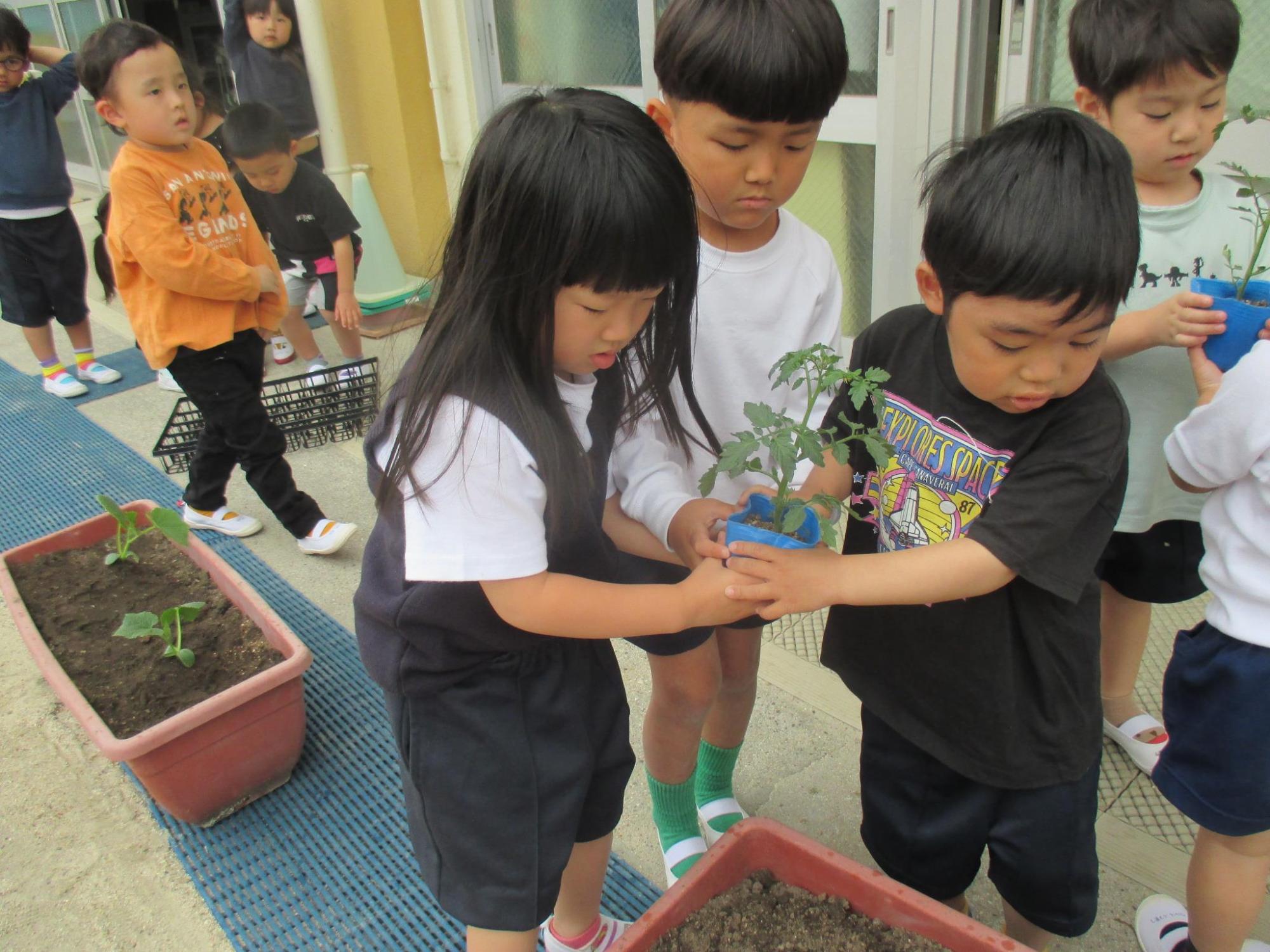 みんなで植えよう