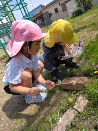 花壇でミミズをみつけて図鑑で調べている