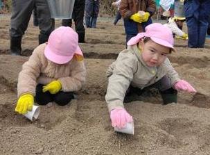 ジャガイモ植え