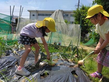タマネギの収穫