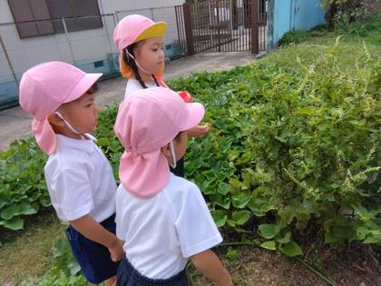 つまぐろひょうもん