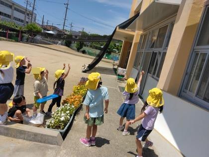 モンシロチョウを園庭へ返している