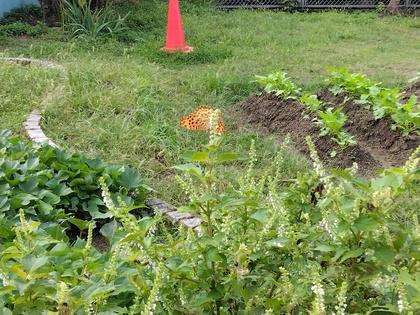 つまぐろひょうもん