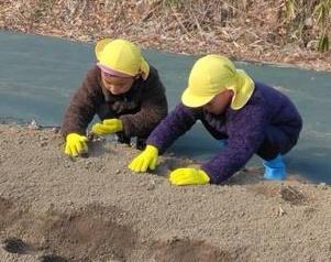 ジャガイモ植え