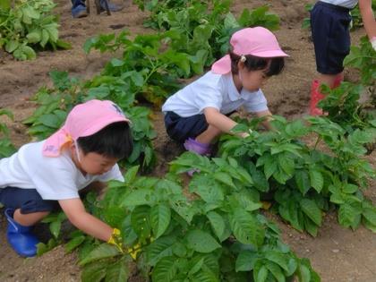 年少組が掘っている