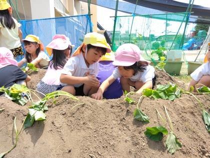 なえを植えている年少を見守っている年長