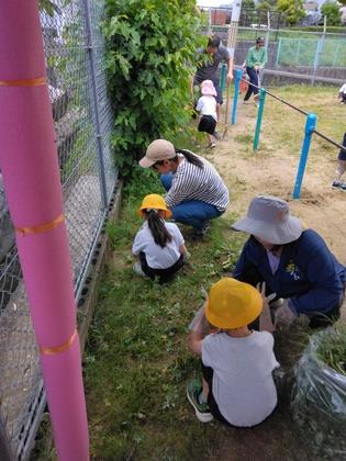 親子で草抜きをしている