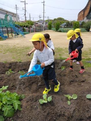 苗に水をあげている