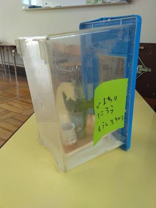 育てるために虫かごにいれている